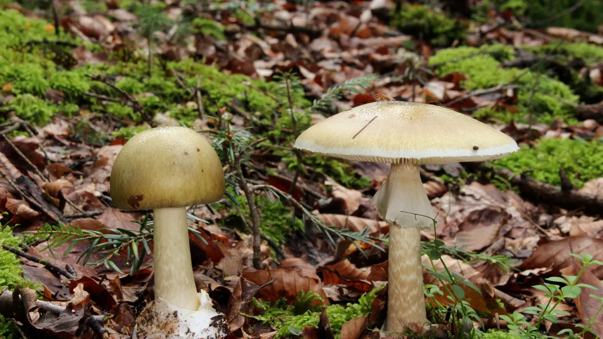 Deux amanites phalloïdes dans un sous-bois de feuillus : chapeaux vert olive pâle, anneau blanc sur le pied, base du pied du jeune exemplaire enveloppée d'une volve blanche.