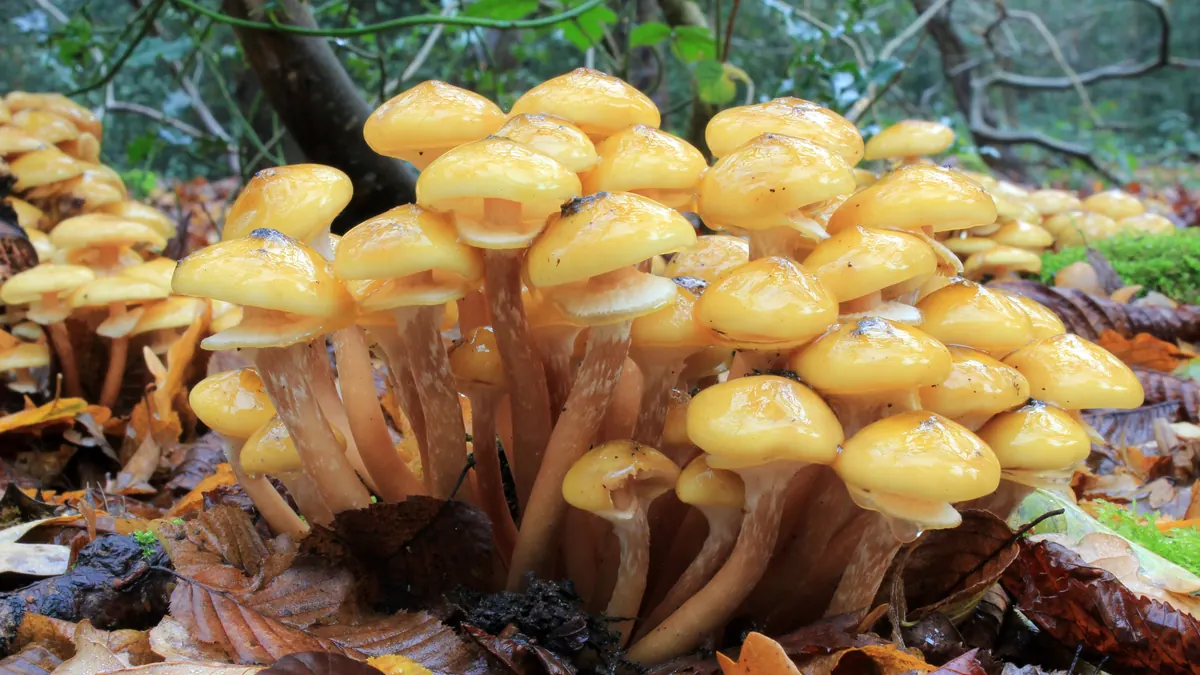 Une grosse touffe d'armillaires couleur de miel au pied d'un arbre : chapeaux jaune miel, pieds serrés en touffe dense dans les feuilles.