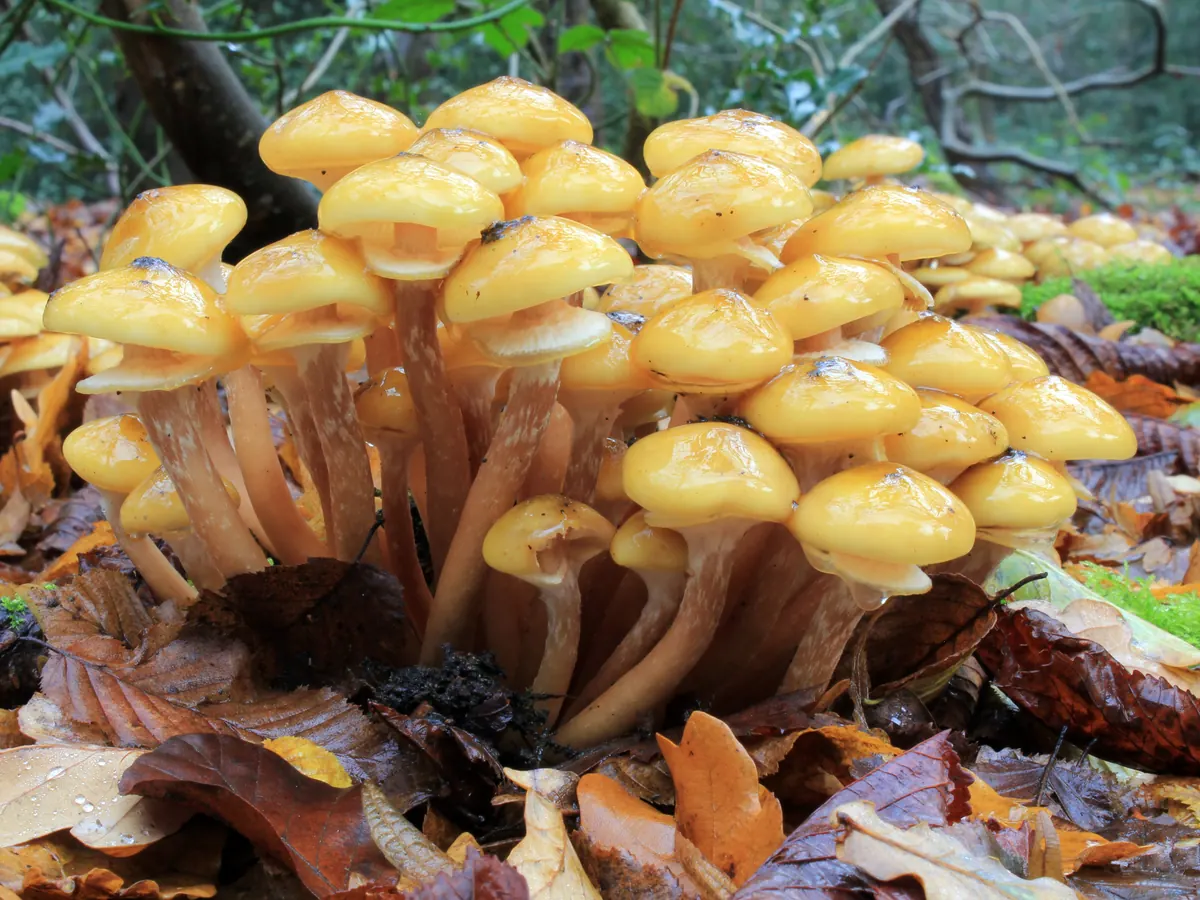 Une grosse touffe d'armillaires couleur de miel au pied d'un arbre : chapeaux jaune miel, pieds serrés en touffe dense dans les feuilles.