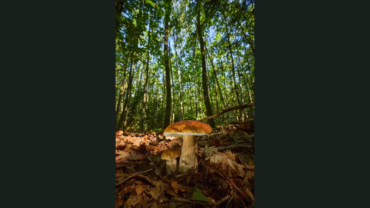 Deux cèpes poussant sur un tapis de feuilles mortes dans une forêt de feuillus ensoleillée, vus en contre-plongée. Au premier plan, un grand exemplaire au chapeau brun orangé lisse et luisant bordé d'une marge blanche, dont le dessous est blanc, porté par un pied trapu blanc crème couvert d'un fin réseau blanc sur sa partie haute. À sa gauche, un second exemplaire plus petit au chapeau brun et au pied pâle. En arrière-plan, des troncs élancés, un feuillage vert et des taches de ciel bleu.